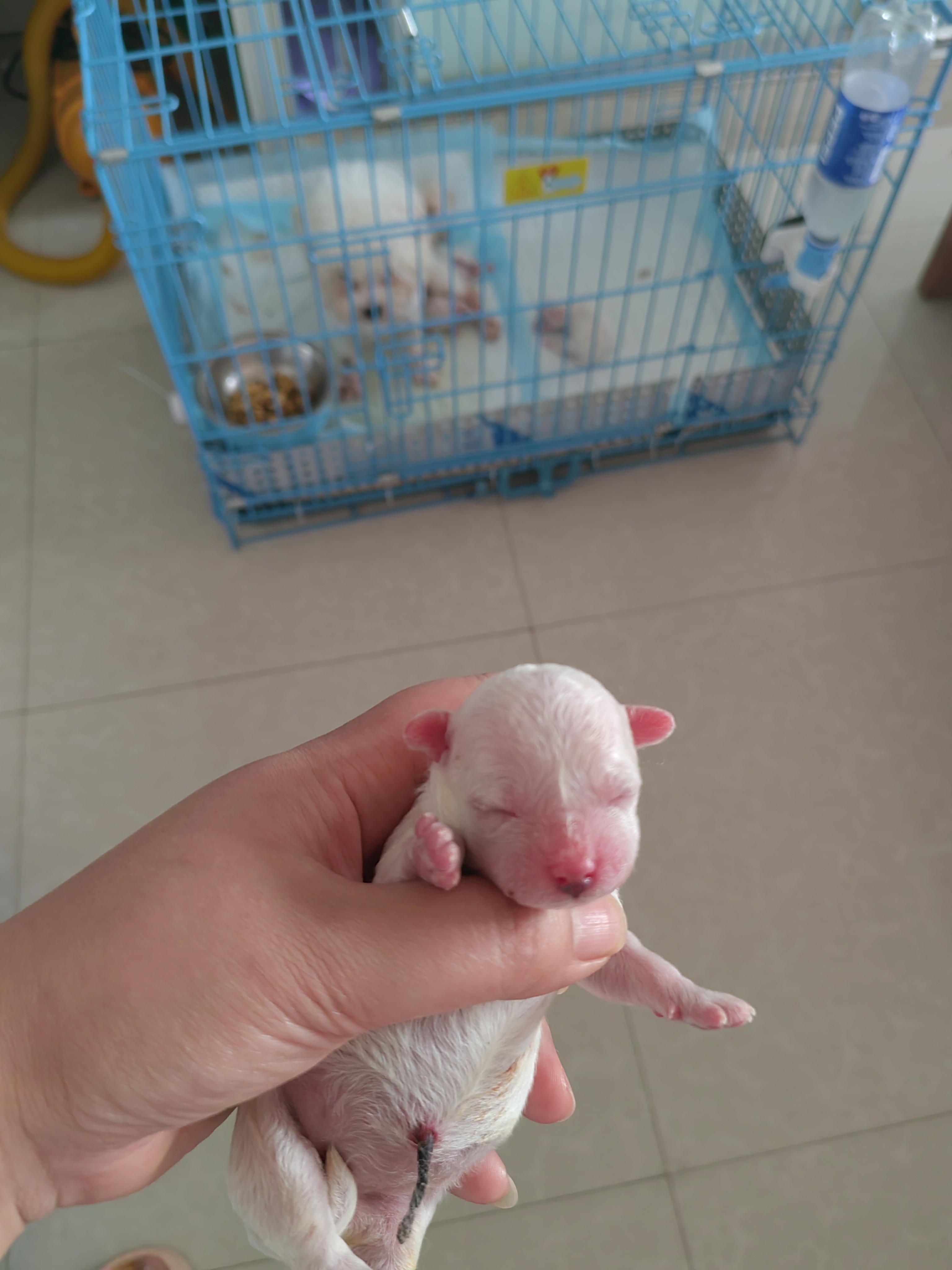 小体比熊